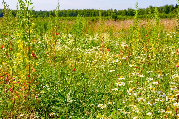 Camomila floresce no campo — Fotografia de Stock