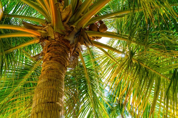 Praia férias de verão fundo com coqueiro — Fotografia de Stock