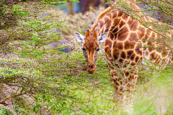 Giraffe among the dense tropical greenery, national park, wildli — Stock Photo, Image