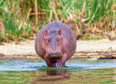 Büyük bir su aygırı nehre girer. Kenya Ulusal Parkı
