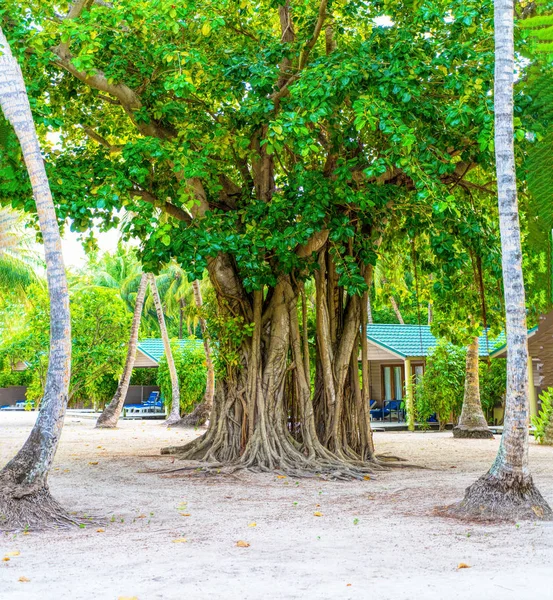 Stamm des Bodhi-Baumes mit vielen Wurzeln im Gras — Stockfoto
