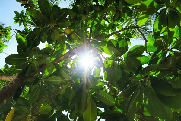 Verdura tropical exuberante brilhantemente iluminada pelo sol no parque — Fotografia de Stock
