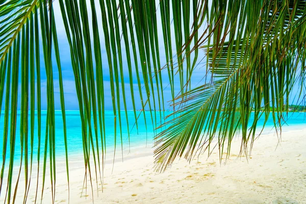 Vista da praia tropical agradável com algumas palmas — Fotografia de Stock