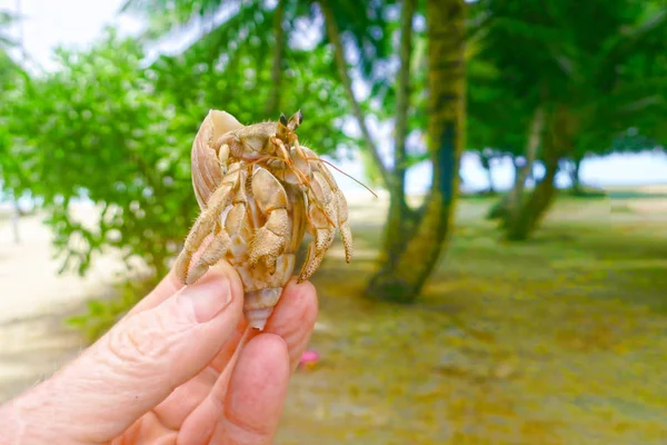 Hermoso cangrejo. Shell. Arena. Hermosa fauna Maldivas. — Foto de Stock