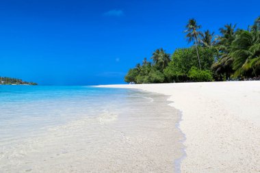 Güneşli bir yaz gününde yakın plan hindistan cevizi palmiyesi mavi gökyüzüne karşı, muhteşem Maldivler adası.