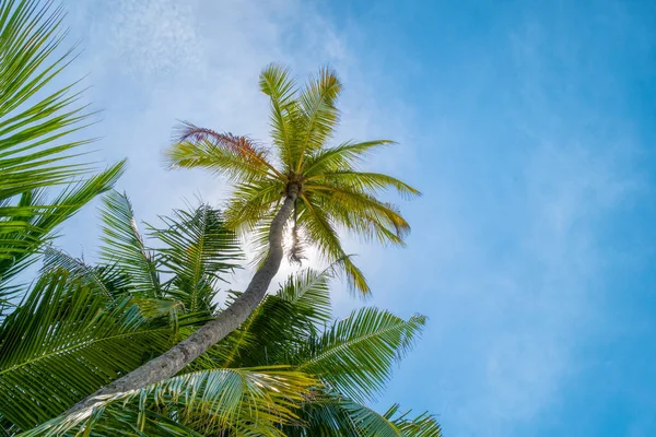 Beach summer vacation holidays background with coconut palm tree — Stock Photo, Image