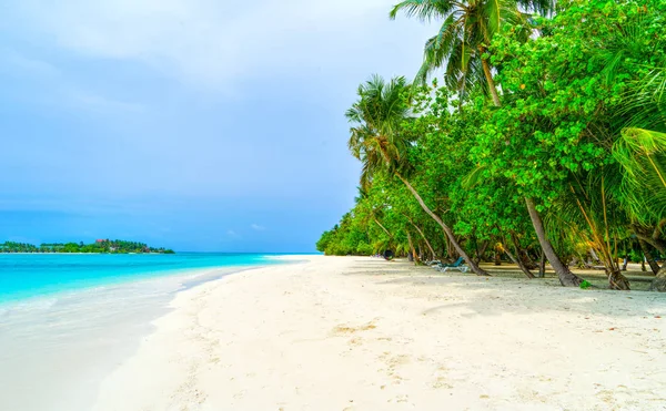 Weelderige, groene bladeren van een struik tussen luxe palmbomen, Maldive — Stockfoto