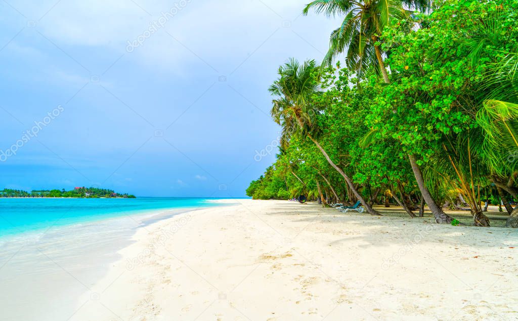 Lush, green leaves of a bush among luxurious palm trees, Maldive