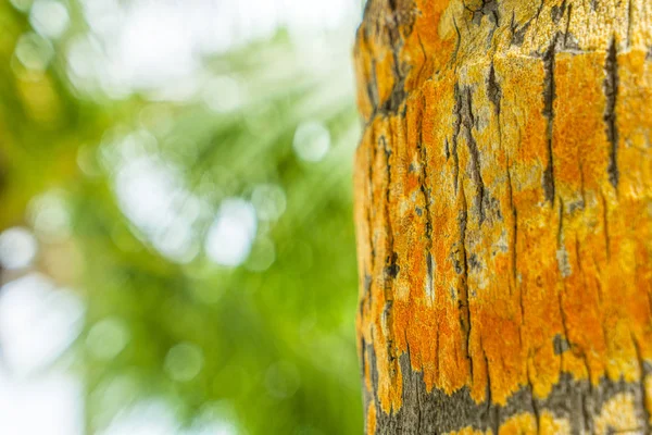 Closeup tree bark for designer background. — Stock Photo, Image