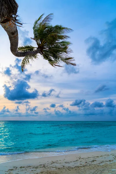 Luxe palmboom tegen de hemel onderaan uitzicht. — Stockfoto