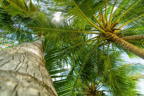 Strand Sommerurlaub Hintergrund mit Kokospalme Stockfoto