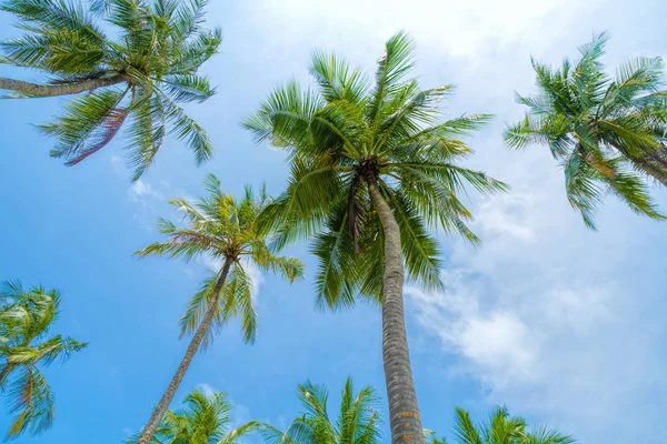 Hindistan cevizi palmiye ağacı ile Plaj yaz tatili tatil arka plan — Stok fotoğraf