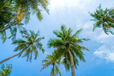 Hindistan cevizi palmiye ağacı ile Plaj yaz tatili tatil arka plan