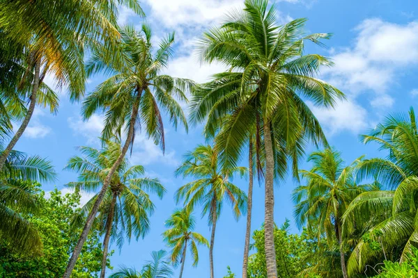 Beach summer vacation holidays background with coconut palm tree — Stock Photo, Image