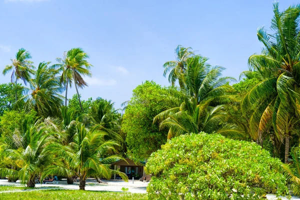 Strand Sommerurlaub Hintergrund mit Kokospalme — Stockfoto