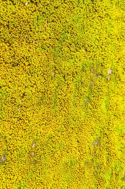 Yeşil Yapraklar doku arka plan duvar kağıdı- Resim