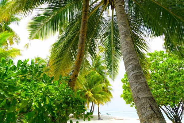 Spiaggia vacanze estive sfondo con palma da cocco — Foto Stock