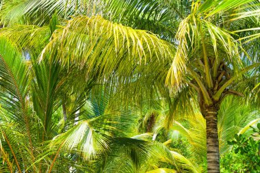 Hindistan cevizi palmiye ağacı ile Plaj yaz tatili tatil arka plan
