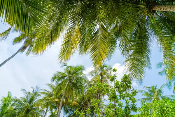 Beach summer vacation holidays background with coconut palm tree — Stock Photo, Image