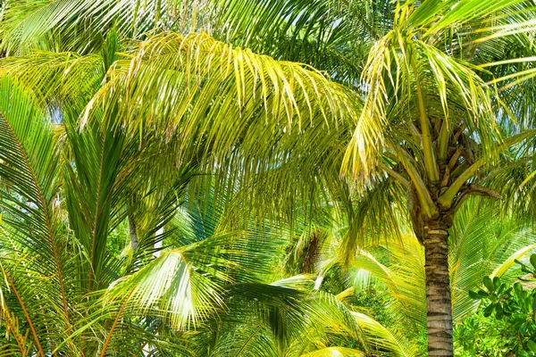 Beach summer vacation holidays background with coconut palm tree — Stock Photo, Image