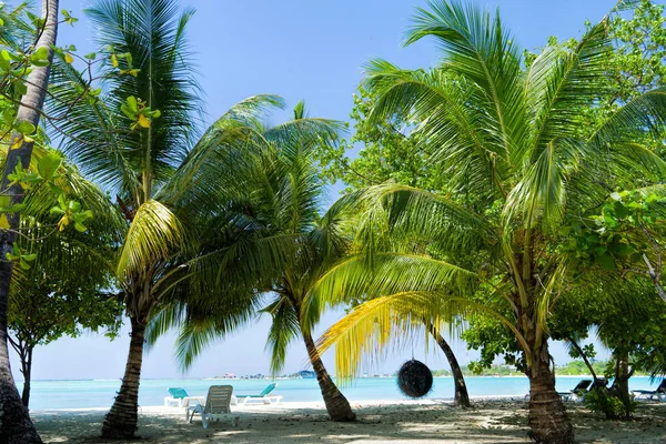 Vue de la belle plage tropicale avec quelques palmiers — Photo