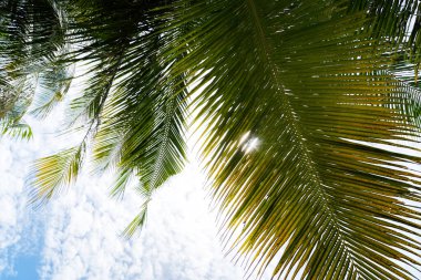 Hindistan cevizi palmiye ağacı ile Plaj yaz tatili tatil arka plan