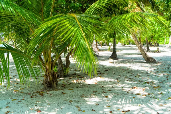 Veduta della bella spiaggia tropicale con alcune palme — Foto Stock