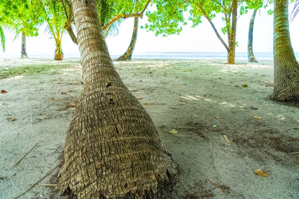 Spiaggia vacanze estive sfondo con palma da cocco — Foto Stock