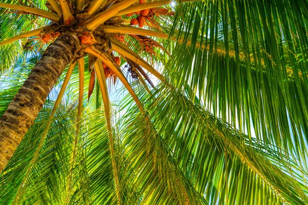Letní prázdniny na pláži pozadí s kokosovým palmovým stromem — Stock fotografie