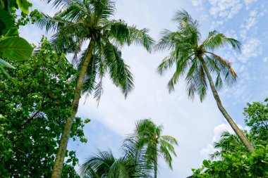 Hindistan cevizi palmiye ağacı ile Plaj yaz tatili tatil arka plan