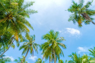 Hindistan cevizi palmiye ağacı ile Plaj yaz tatili tatil arka plan