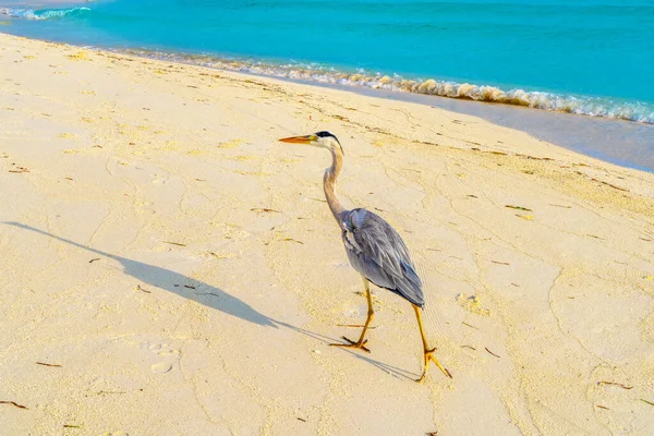 Weiße Vögel mit Meeres- und Ozeanhintergrund auf den Malediven — Stockfoto