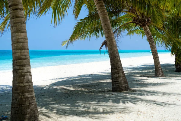 Shadows of palm trees on the sandy seashore of tropical paradise — Stock Photo, Image