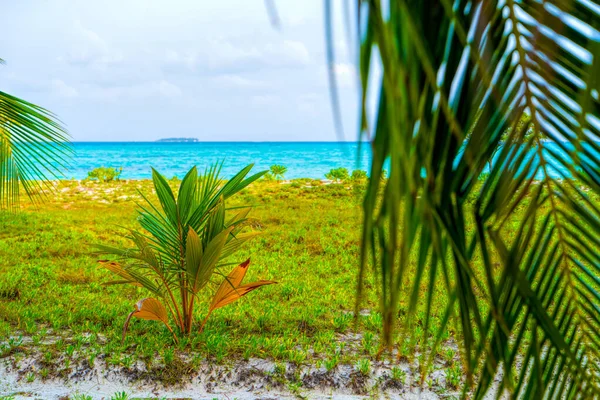 Bujne, zielone liście krzewu wśród luksusowych drzew palmowych, Maldive — Zdjęcie stockowe