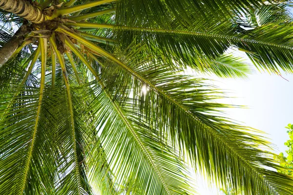 Letní prázdniny na pláži pozadí s kokosovým palmovým stromem — Stock fotografie