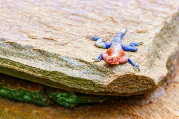 Meerkleurige hagedis in de zon — Stockfoto