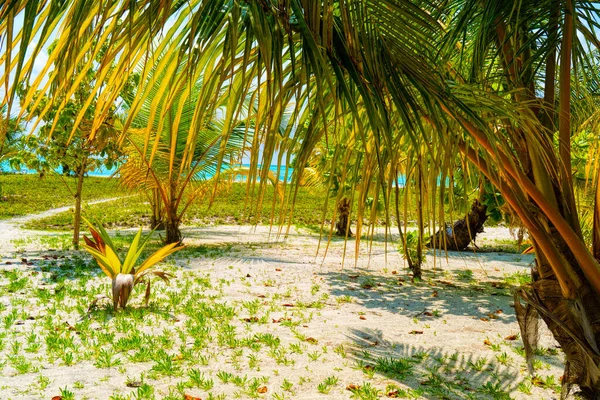 Widok na ładną tropikalną plażę z palmami — Zdjęcie stockowe
