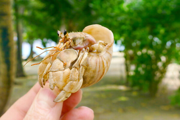 Beautiful crab. Shell. Sand. Beautiful wildlife Maldives.