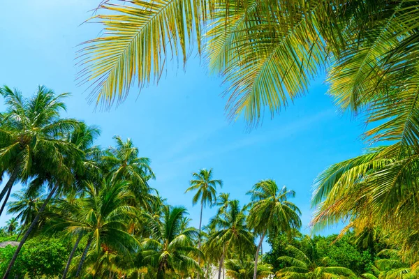 Beach summer vacation holidays background with coconut palm trees and hanging palm tree leaves — Stock Photo, Image