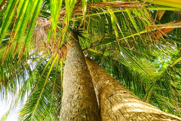 Spiaggia vacanze estive sfondo con palme da cocco e appeso foglie di palma — Foto Stock