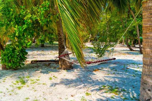 Pusty hamak między palmami na piaszczystej plaży — Zdjęcie stockowe