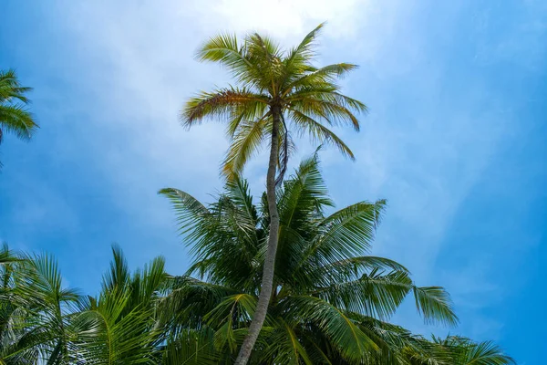 Beach summer vacation holidays background with coconut palm trees and hanging palm tree leaves — Stock Photo, Image