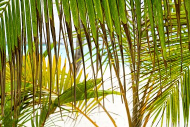 Hindistan cevizi palmiye ağaçları ve sallanan palmiye yapraklarıyla yaz tatili geçmişi