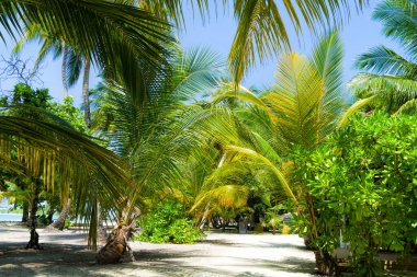 Palmiyeli güzel bir tropik sahil manzarası.