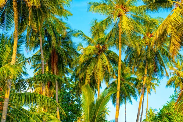Hindistan cevizi palmiye ağaçları ve sallanan palmiye yapraklarıyla yaz tatili geçmişi — Stok fotoğraf