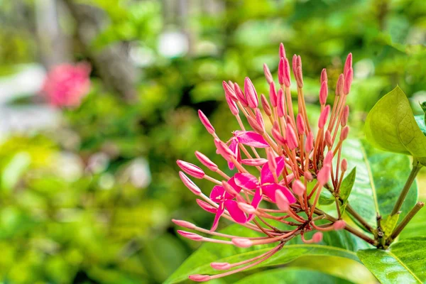 Fet tropisk hage med diverse fargerike blomster og planter – stockfoto