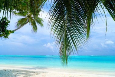 Palmiyeli güzel bir tropik sahil manzarası.