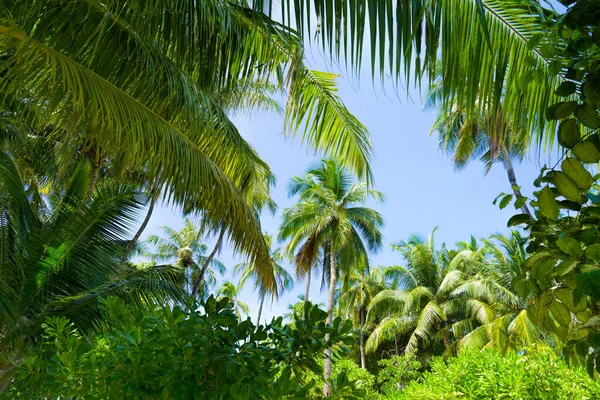 Beach summer vacation holidays background with coconut palm trees and hanging palm tree leaves — Stock Photo, Image