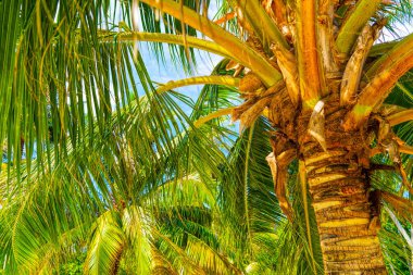 Hindistan cevizi palmiye ağaçları ve sallanan palmiye yapraklarıyla yaz tatili geçmişi