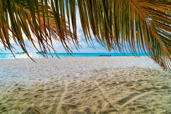 Vue de la belle plage tropicale avec quelques palmiers — Photo